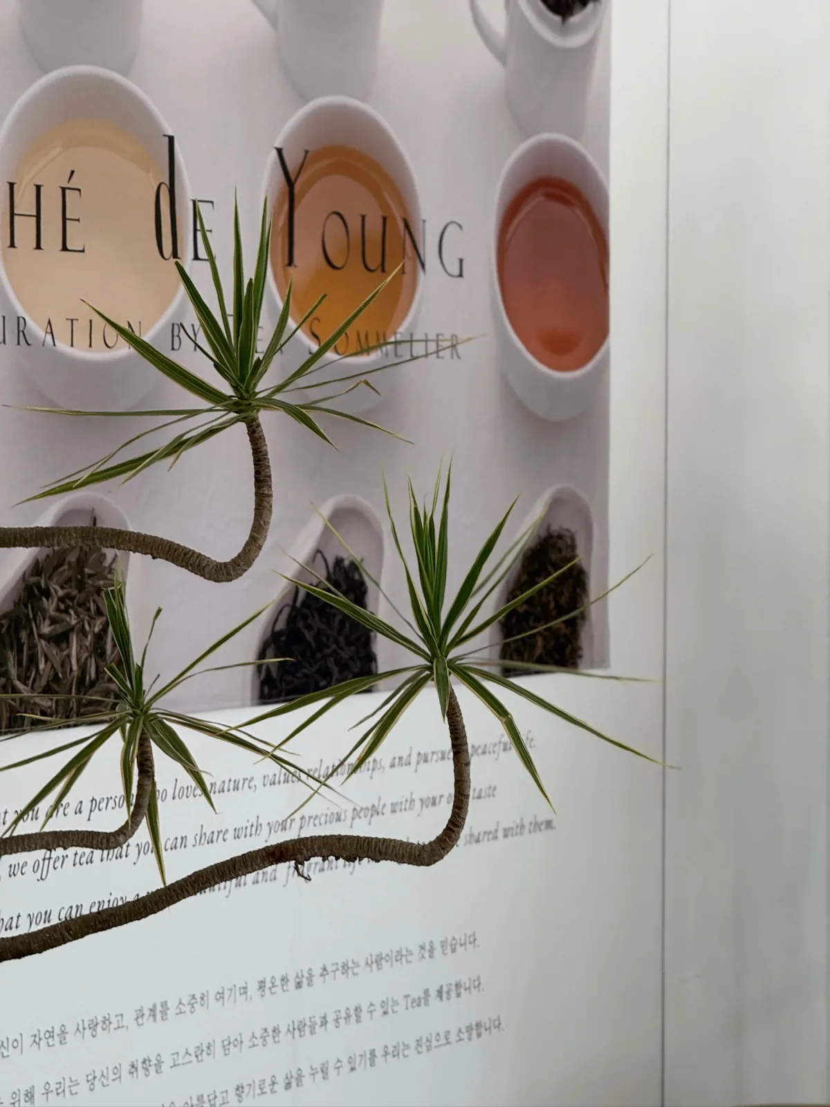 떼드영 팝업 공간 벽면의 Thé de Young, Curation by Tea Sommelier 브랜드 포스터